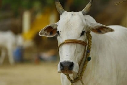 গরু পাচার রুখতে সেনাদের আগ্রাসী হওয়ার নির্দেশ ভারতের
