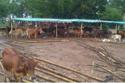 অনাহারে ত্রিপুরায় ১৫০ গরুর মৃত্যু