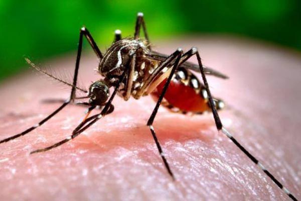 চট্টগ্রামেও ডেঙ্গুর প্রকোপ