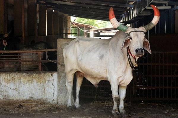 ‘‌‌গরুরা হিন্দু, তাদের পোড়াতে হবে’‌, দাবি বিজেপি নেতার!