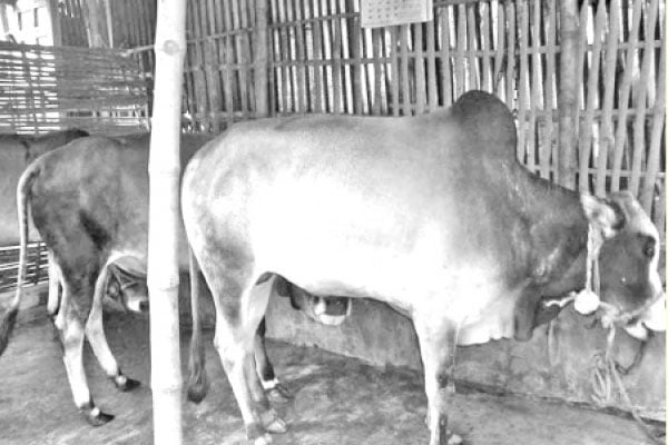 বন্যার প্রভাবে ভালো দাম না পাওয়ার আশঙ্কা