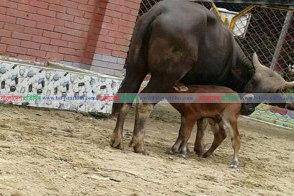 গয়ালের ঘরে নতুন অতিথি

