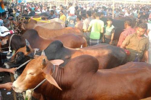 রাজধানীর যেসব স্থানে বসবে কোরবানির পশুর হাট