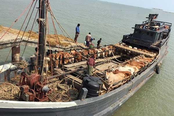মিয়ানমার থেকে ট্রলার বোঝাই কোরবানির পশু আসছে 