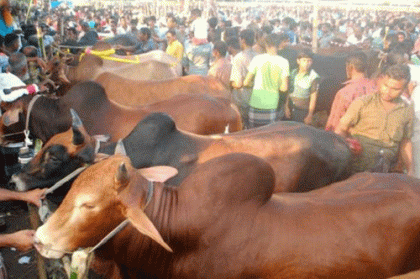 রাজধানীর যেসব স্থানে বসবে কোরবানির পশুর হাট