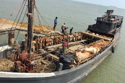 মিয়ানমার থেকে ট্রলার বোঝাই কোরবানির পশু আসছে 