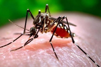 চট্টগ্রামে ডেঙ্গু রোগে নতুন ২৬ জন আক্রান্ত

