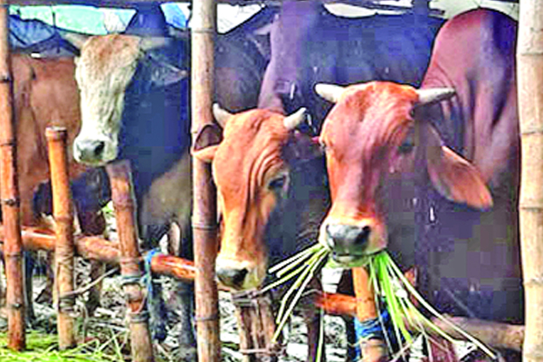 পশু পরিবহনে সেই চাঁদাঁবাজি