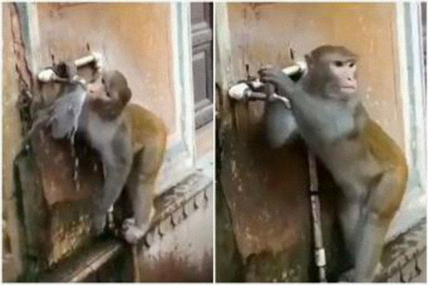 বানরের পানি অপচয় না করার ভিডিও ভাইরাল