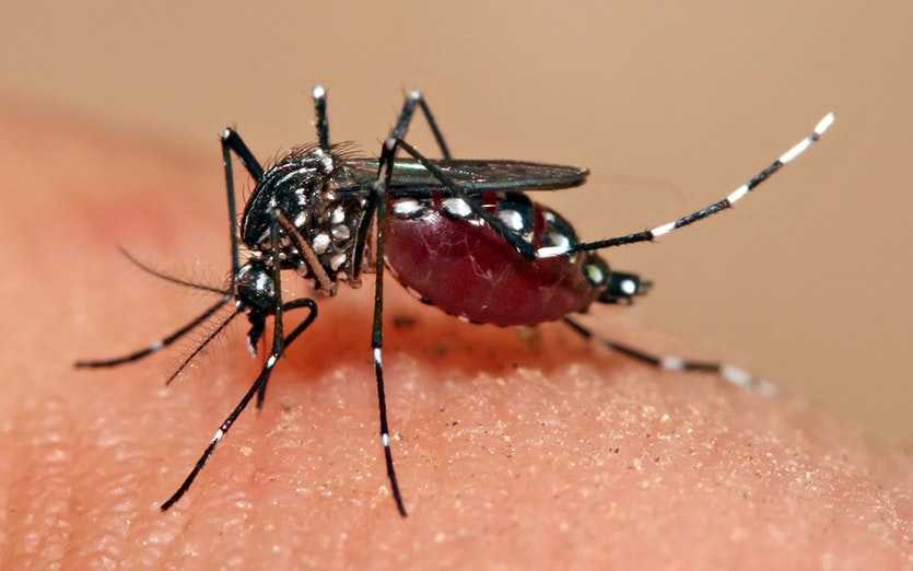 বরগুনায় ৩৫ জন ডেঙ্গু রোগী শনাক্ত