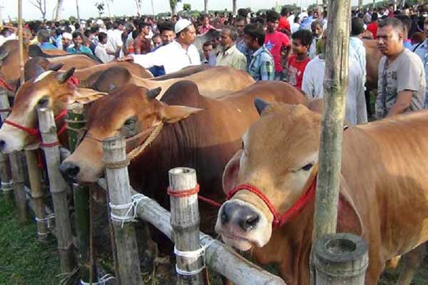 রাজধানীর ২৩ স্থানে বসবে কোরবানির পশুর হাট