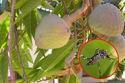 আতা ফলের পাতায় তৈরি ভেষজ ধূপে মরবে মশা, দাবি বিজ্ঞানীদের