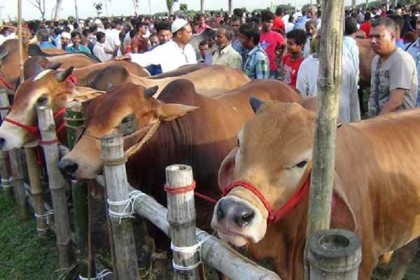 রাজধানীর ২৩ স্থানে বসবে কোরবানির পশুর হাট