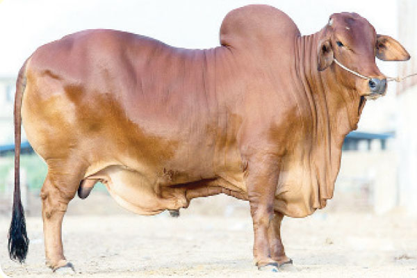 সব মোটা গরুই কি সুস্থ?