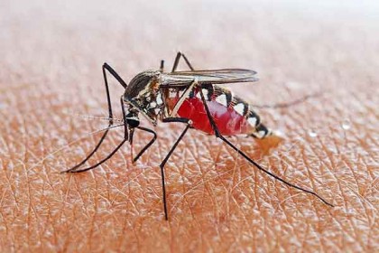 সিলেটে নতুন আরও ২৭ ডেঙ্গু রোগী শনাক্ত