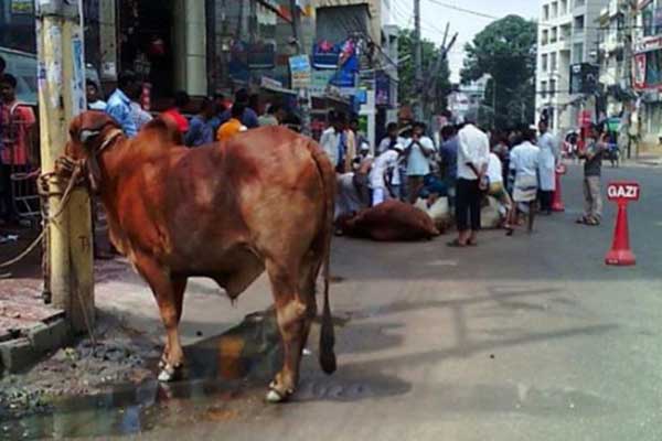 রাজধানীতে পশু কোরবানীর ৭৯৩ স্থান নির্ধারণ 