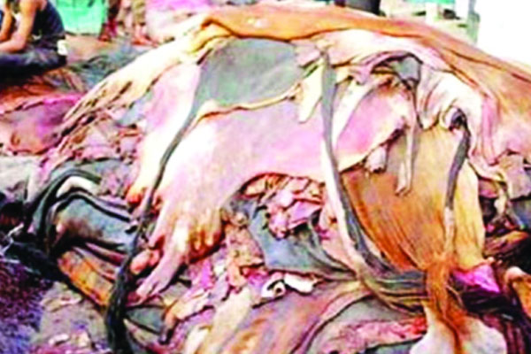 সুখবর নেই চামড়া ব্যবসায়ীদের