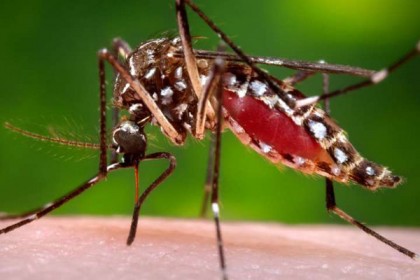  মশা নিধনে নতুন ওষুধের কার্যকারিতা পরীক্ষা আজ