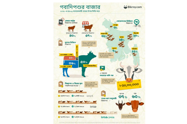 অনলাইন থেকে গরু কেনায় আগ্রহী হয়ে উঠছে মানুষ 