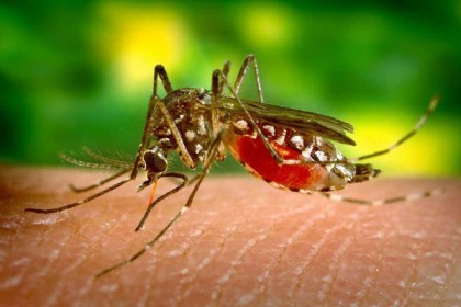 টাঙ্গাইলে ডেঙ্গু আক্রান্ত যুবকের মৃত্যু