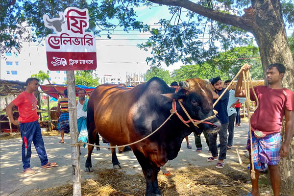 হাটের সবচেয়ে বড় গরুটি বিনামূল্যে বাড়ি যাবে