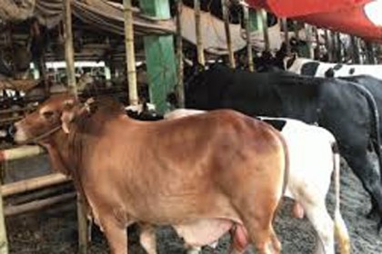 চট্টগ্রামের কোরবানির বাজারে অতিরিক্ত পশু