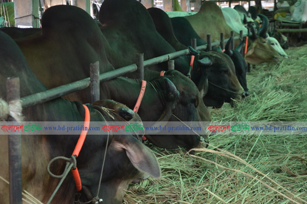 এখনও হাটে আসছে গরু, তুলনামূলক ক্রেতা কম কিন্তু দাম চড়া