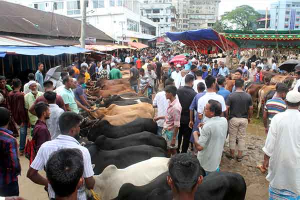 পুরো সিলেট নগরীই যেন পশুর হাট