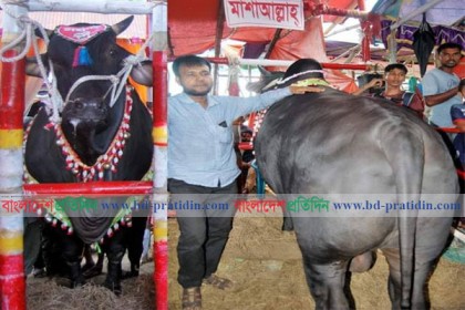 সিলেটের ‘সম্রাট’ এর দাম ১৬ লাখ