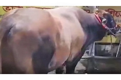 কোরবানির হাটে ট্রাম্পের পর এবার বাহুবলীও