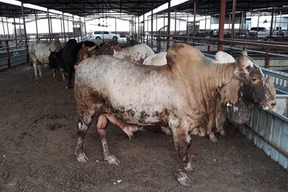 কাতারে শেষ মুহূর্তে জমে উঠেছে পশুর হাট