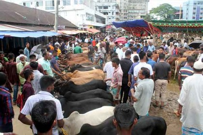 পুরো সিলেট নগরীই যেন পশুর হাট