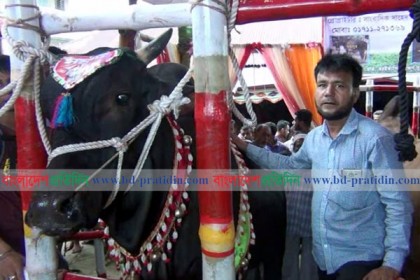 সিলেটের আকর্ষণ ২৬ লাখ টাকার ‘সম্রাট’, পাচ্ছে পুরস্কার
