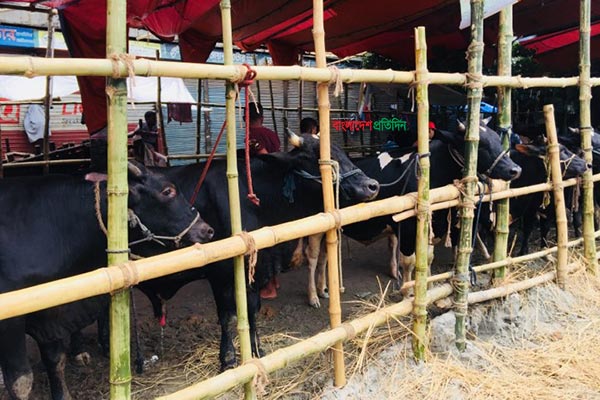 গরুর বাজার: কোথাও চড়া দাম, কোথাও সহনীয়