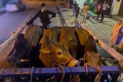 এফডিসিতে এবার চারটি গরু কোরবানি দিবেন পরীমণি