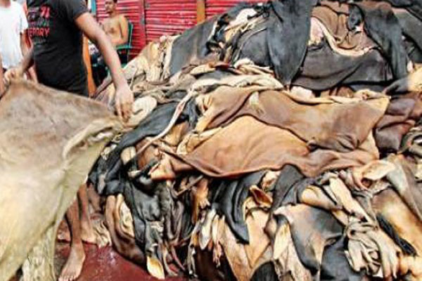 মাটিতে পুঁতে ফেলা হলো কোরবানির পশুর চামড়া