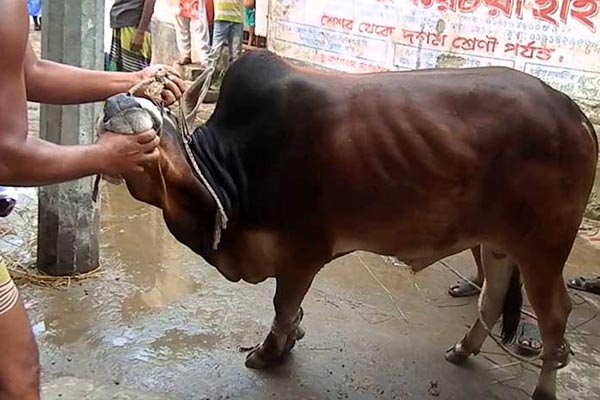 ঈদের দ্বিতীয় দিনেও চলছে পশু কোরবানি