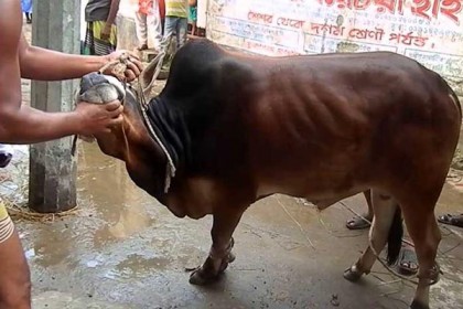 ঈদের দ্বিতীয় দিনেও চলছে পশু কোরবানি