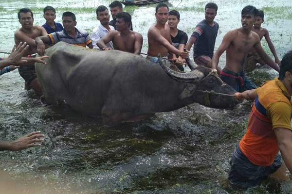 ২৫ ঘণ্টা চেষ্টার পর অবশেষে ধরা হল সেই মহিষটি