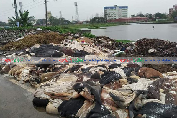 রাস্তায় পড়ে আছে হাজার হাজার চামড়া!