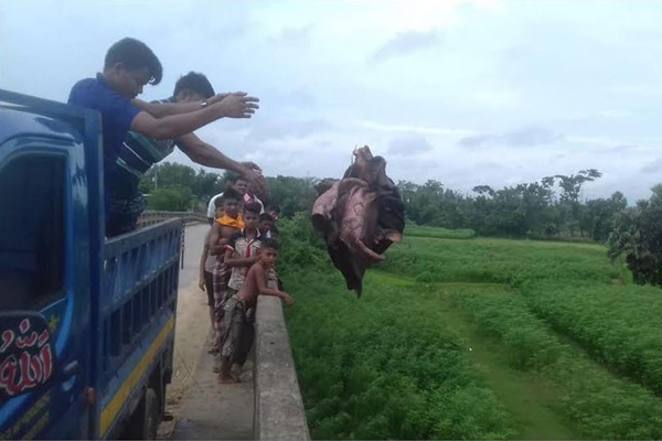 কোরবানির চামড়া কেউ মাটিতে পুঁতলেন, কেউ নদীতে ফেললেন 