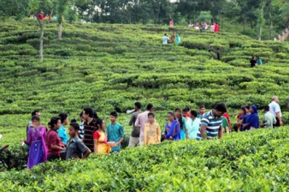 সিলেটে চা বাগানগুলোতে পর্যটকদের ভিড়