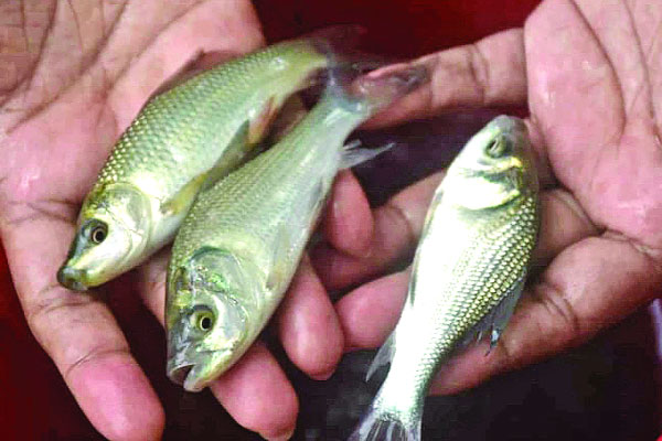 হালদায় অবমুক্ত করা হচ্ছে এক লাখ মাছ