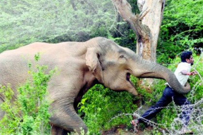 আনোয়ারায় বন্য হাতির আক্রমণে বৃদ্ধের মৃত্যু

