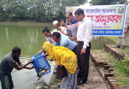 মোরেলগঞ্জে ৪শ’ কেজি মাছের পোনা অবমুক্ত 