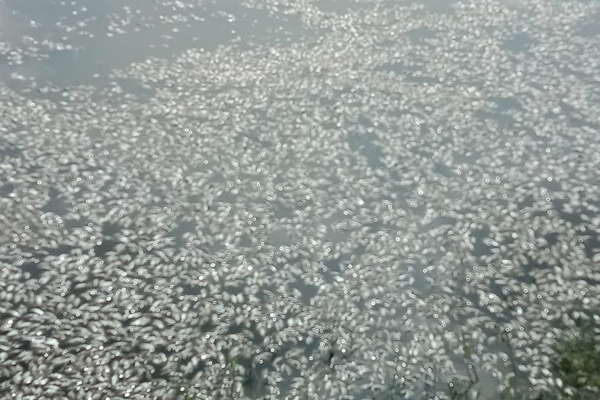 বোয়ালমারীতে মাছের সাথে শত্রুতা

