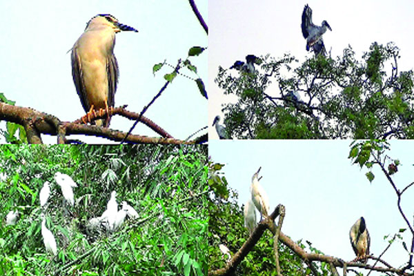 যেখানে ঘুম ভাঙে হাজারো পাখির কলতানে