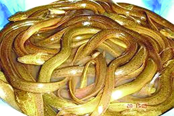 অর্থ আসছে কুঁচিয়ায়