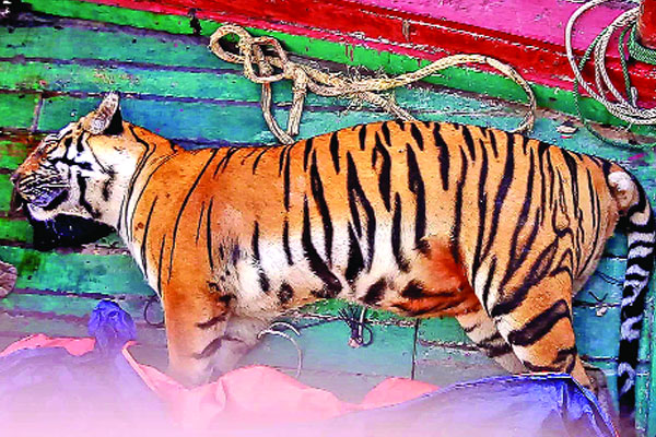 সুন্দরবনে বাঘিনীর মৃতদেহ উদ্ধার