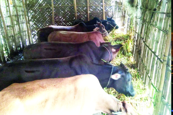 হাওরপাড়ে খামার